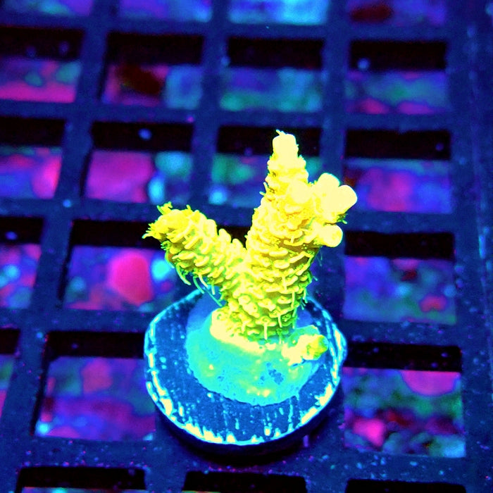 Bright Fuzzy Yellow Mille Acro