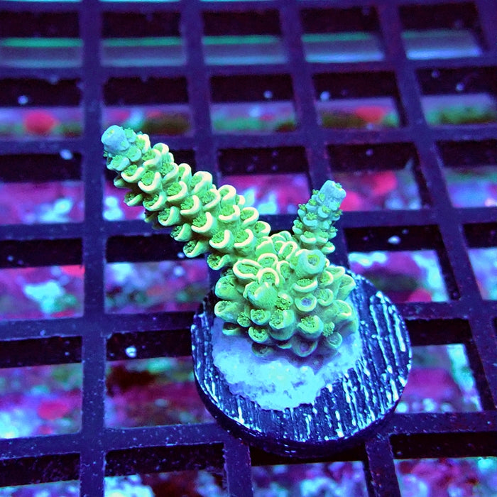 Gold Green Tenuis Acro