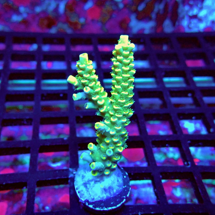 Golden Smoke Tenuis Acro