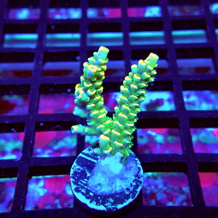 Golden Smoke Tenuis Acro