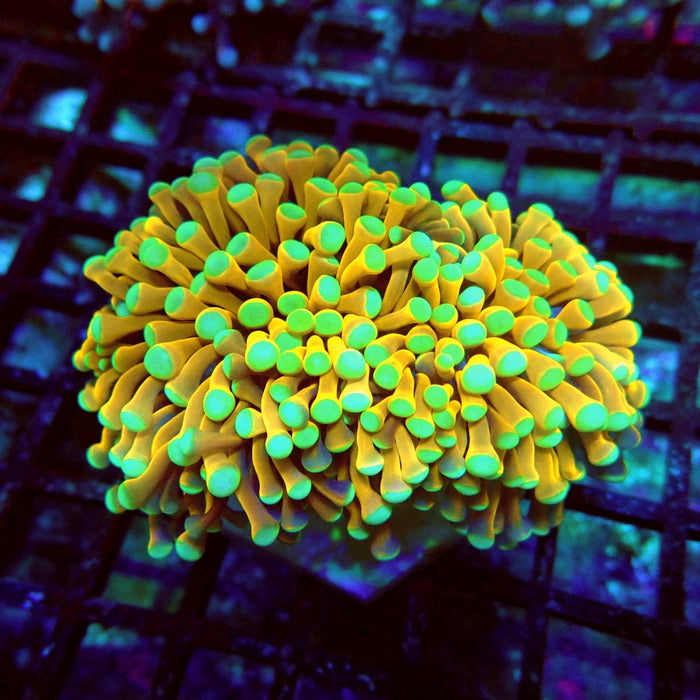 Banana Green Tips Torch Premium