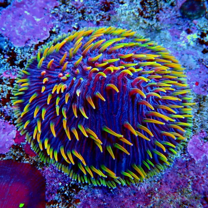 Plate Coral Fungia Rare Premium