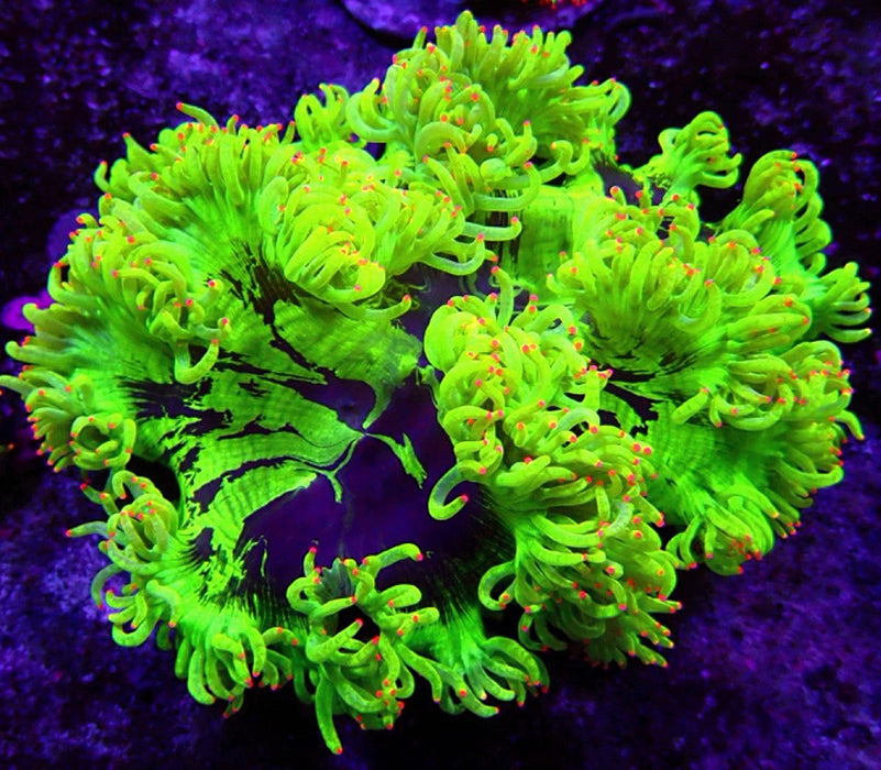 Elegance Coral Premium