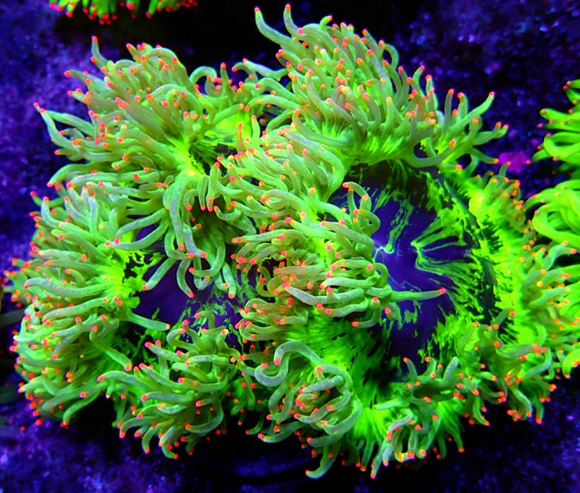 Elegance Coral Premium