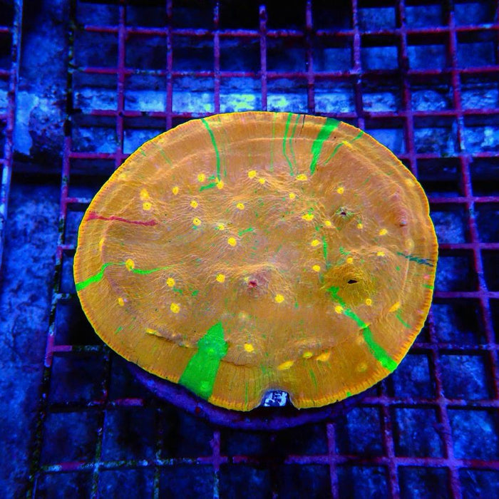 Echinophylia Chalice Corals Colony