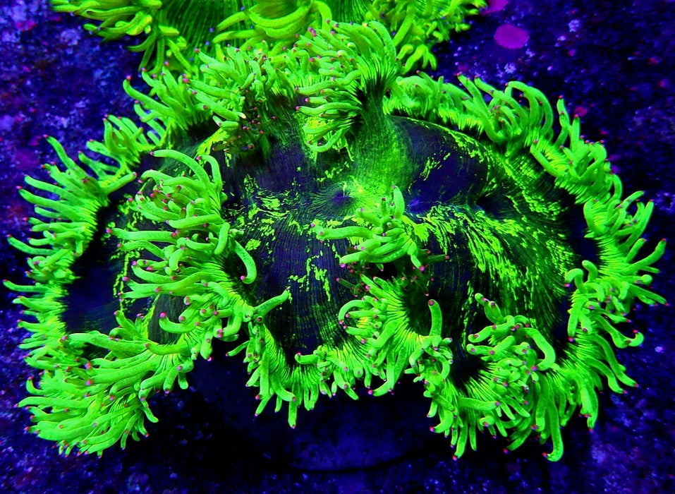 Elegance Coral Premium