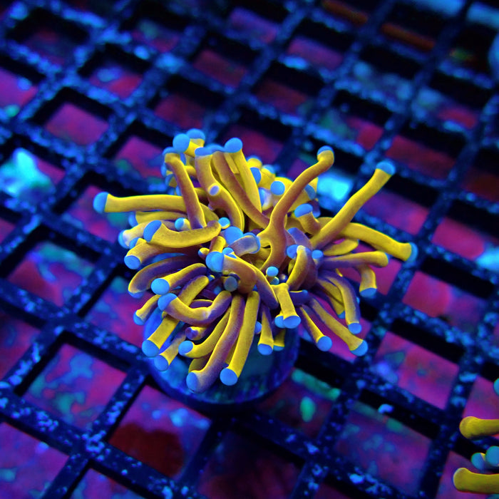 Banana Blue Tips Torch Premium