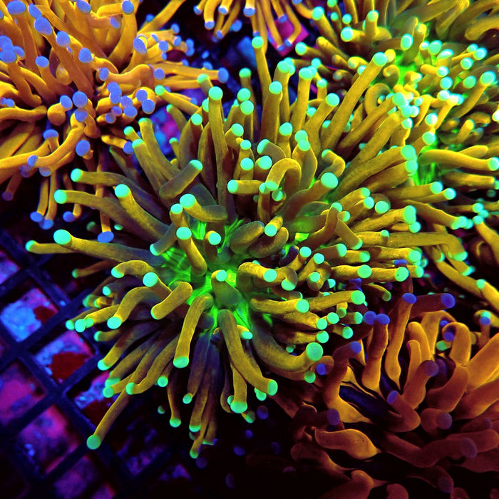 Tricolor Tiger Torch (Double Head)