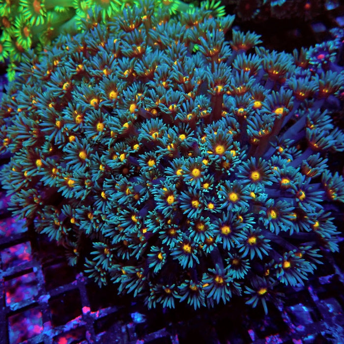 Colorful Blue Goniopora Colony