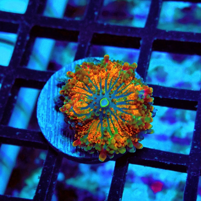 Ricordea Yuma Orange Tricolor Ultra