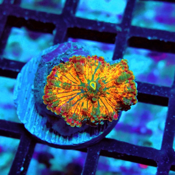 Ricordea Yuma Orange Tricolor Ultra