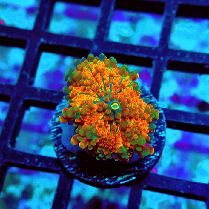 Ricordea Yuma Orange Tricolor Ultra