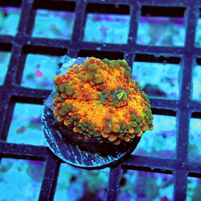 Ricordea Yuma Orange Tricolor Ultra