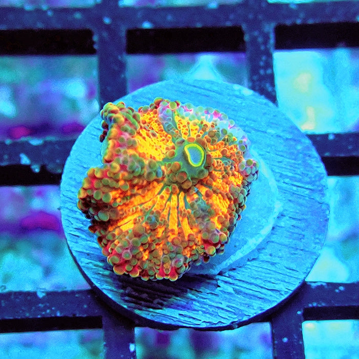 Ricordea Yuma Orange Tricolor Ultra