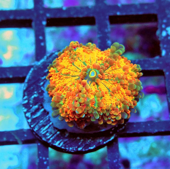 Ricordea Yuma Orange Tricolor Ultra