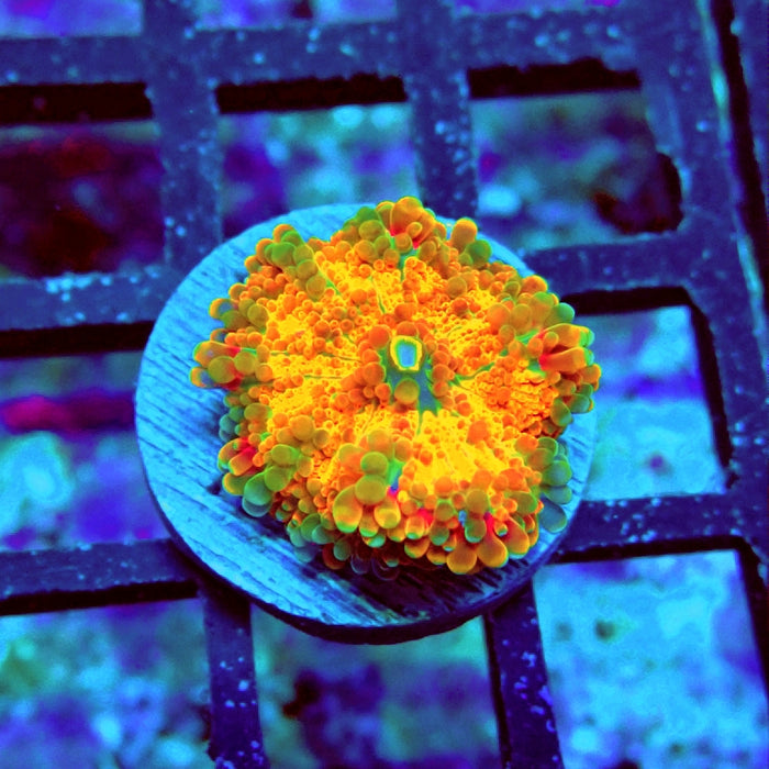 Ricordea Yuma Orange Tricolor Ultra