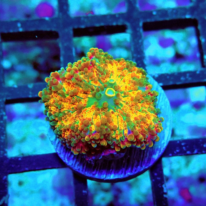 Ricordea Yuma Orange Tricolor Ultra