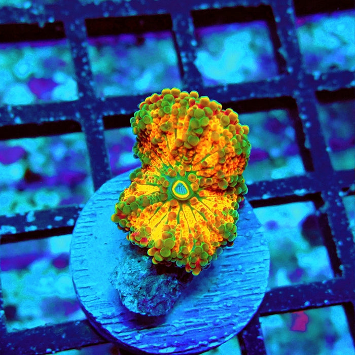 Ricordea Yuma Orange Tricolor Ultra