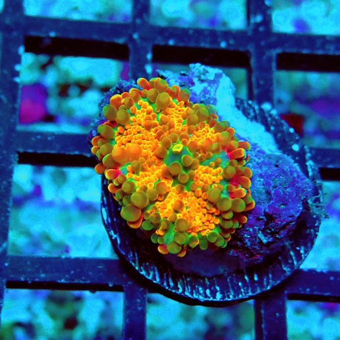 Ricordea Yuma Orange Tricolor Ultra