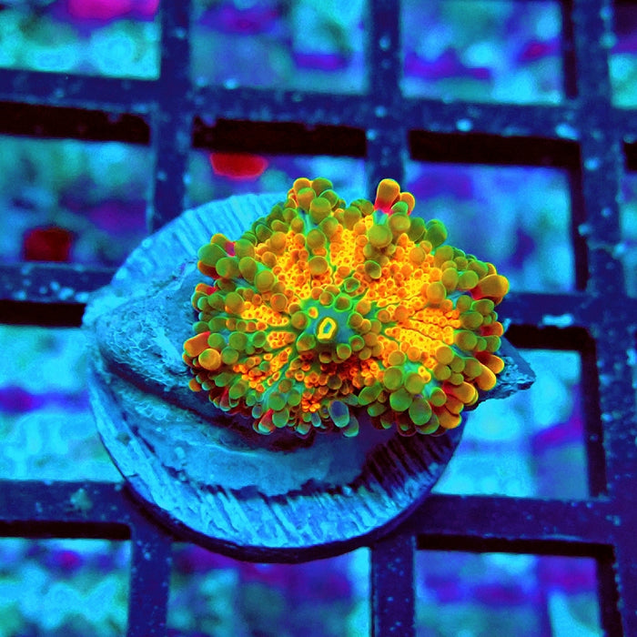 Ricordea Yuma Orange Tricolor Ultra