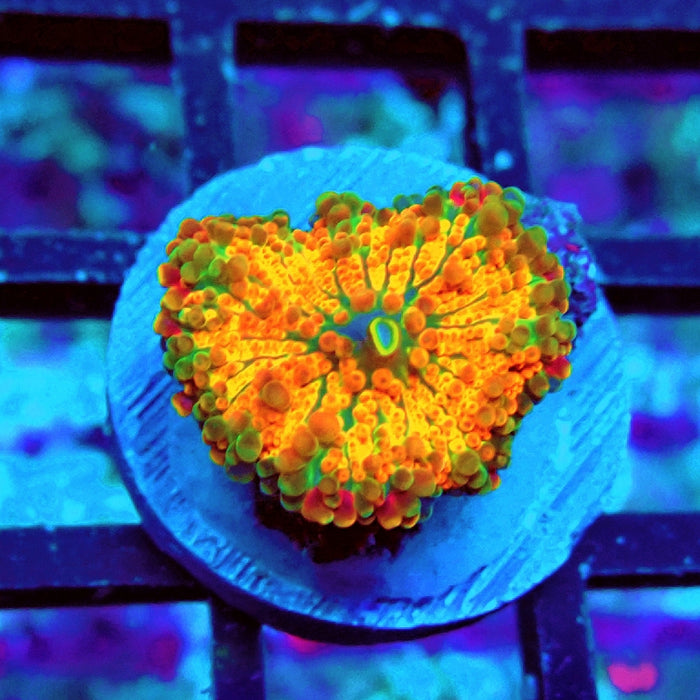 Ricordea Yuma Orange Tricolor Ultra