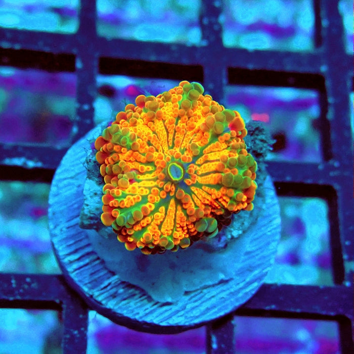 Ricordea Yuma Orange Tricolor Ultra