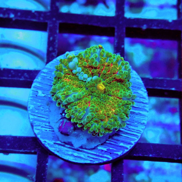 Ricordea Yuma Orange Tricolor Ultra