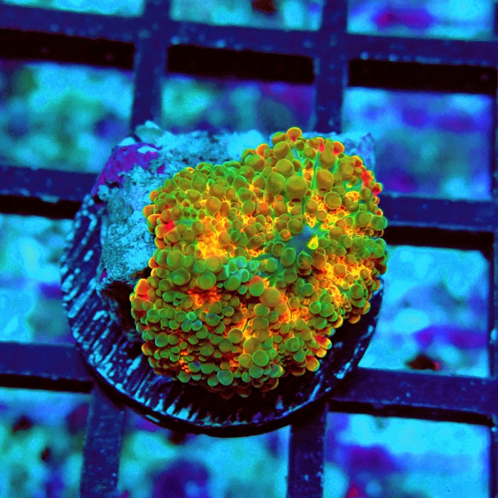 Ricordea Yuma Orange Tricolor Ultra