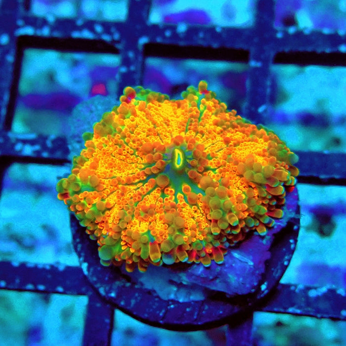 Ricordea Yuma Orange Tricolor Ultra