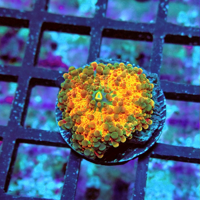 Ricordea Yuma Orange Tricolor Ultra