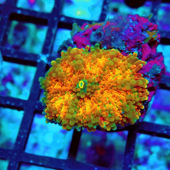 Ricordea Yuma Orange Tricolor Ultra