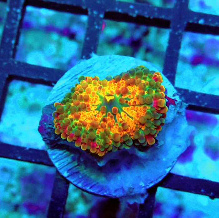 Ricordea Yuma Orange Tricolor Ultra