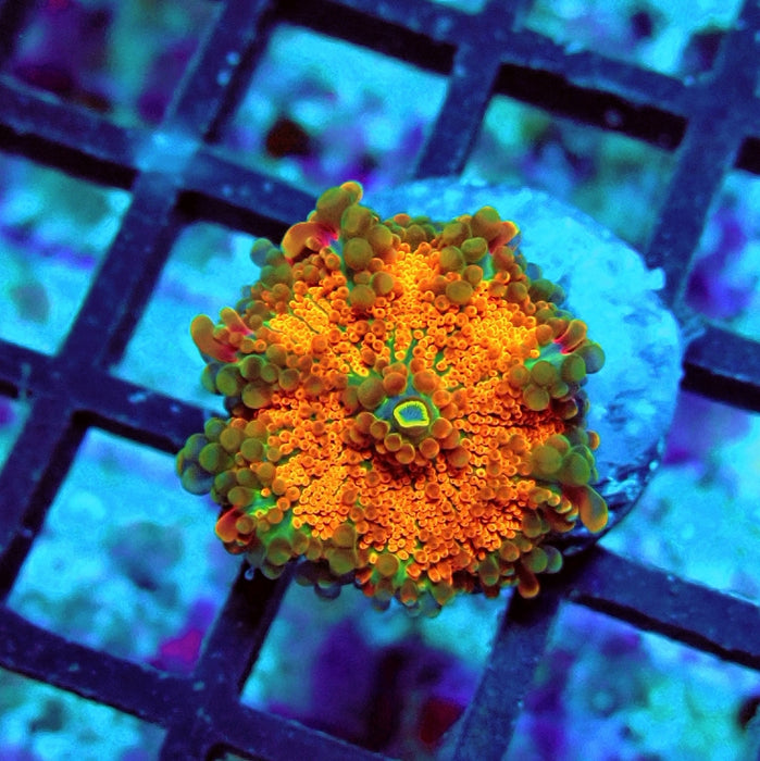 Ricordea Yuma Orange Tricolor Ultra