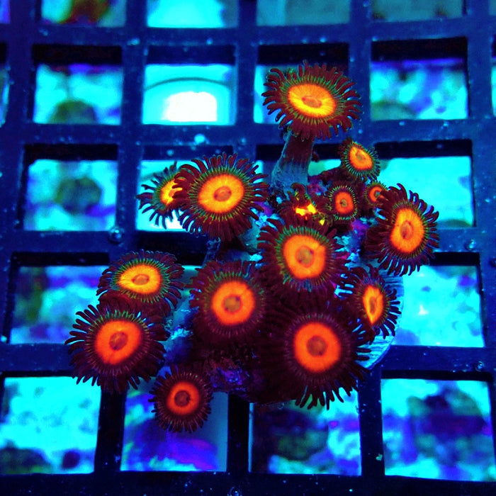 Ultra Zoas Frag