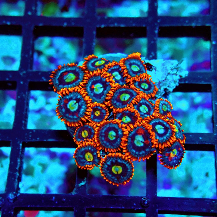 Ultra Zoas Frag