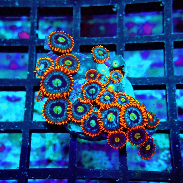 Ultra Zoas Frag