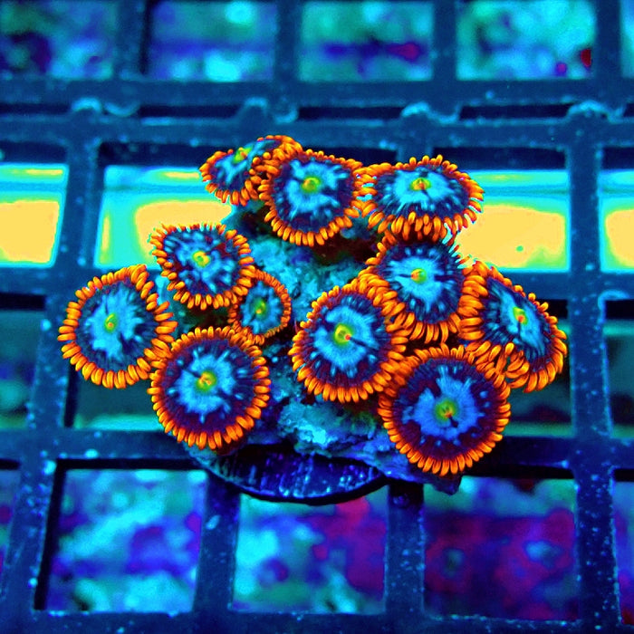 Ultra Zoas Frag