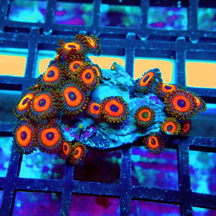 Ultra Zoas Frag