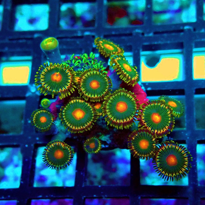 Ultra Zoas Frag