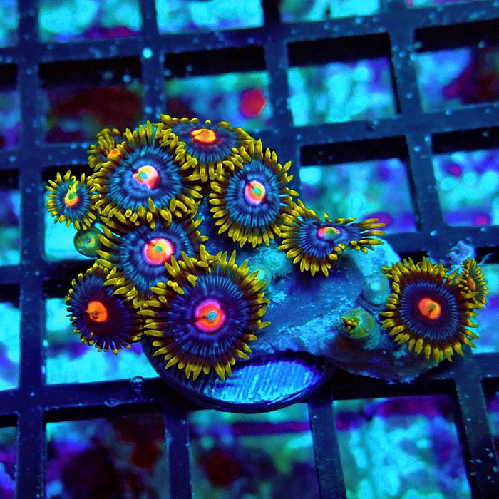 Ultra Zoas Frag