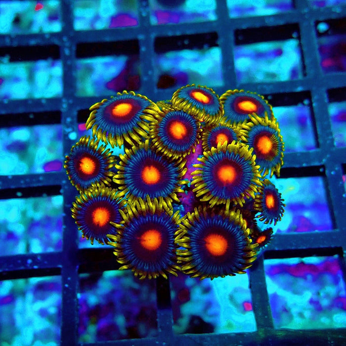 Ultra Zoas Frag
