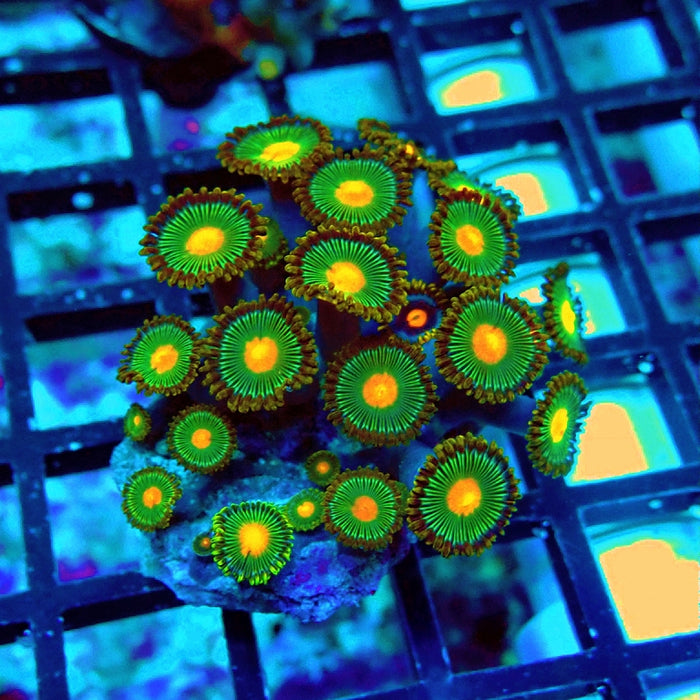 Ultra Zoas Frag