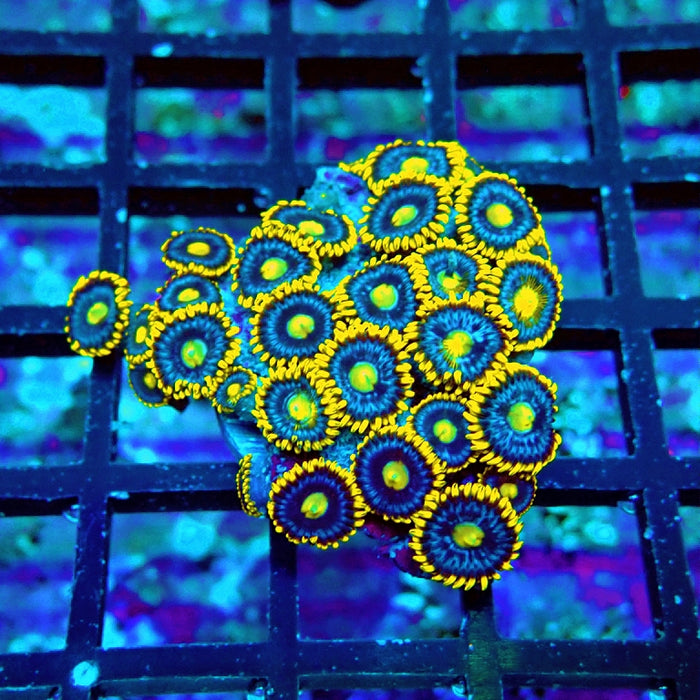 Ultra Zoas Frag