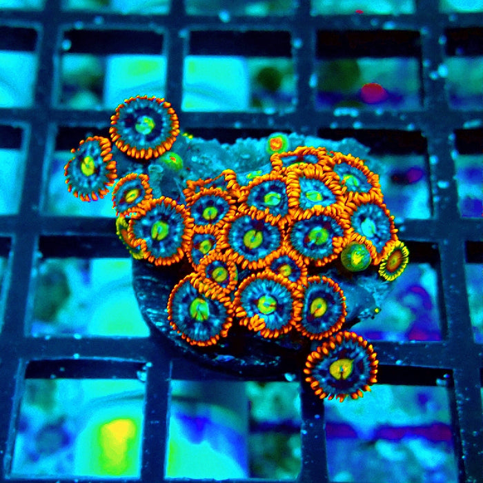 Ultra Zoas Frag