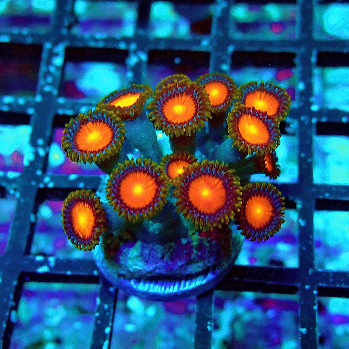 Ultra Zoas Frag