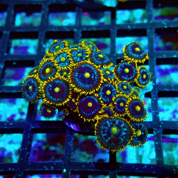 Ultra Zoas Frag