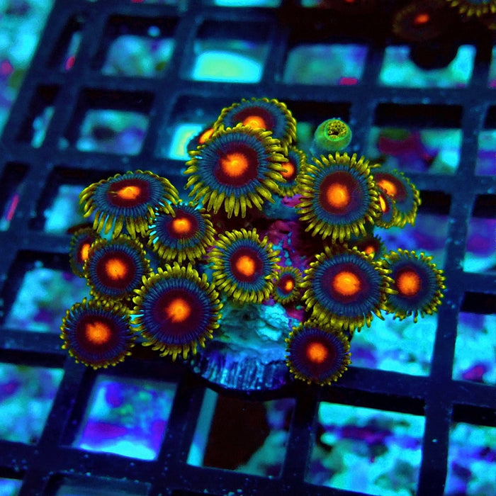 Ultra Zoas Frag