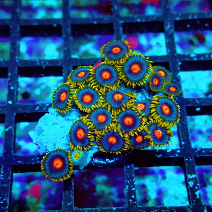 Ultra Zoas Frag
