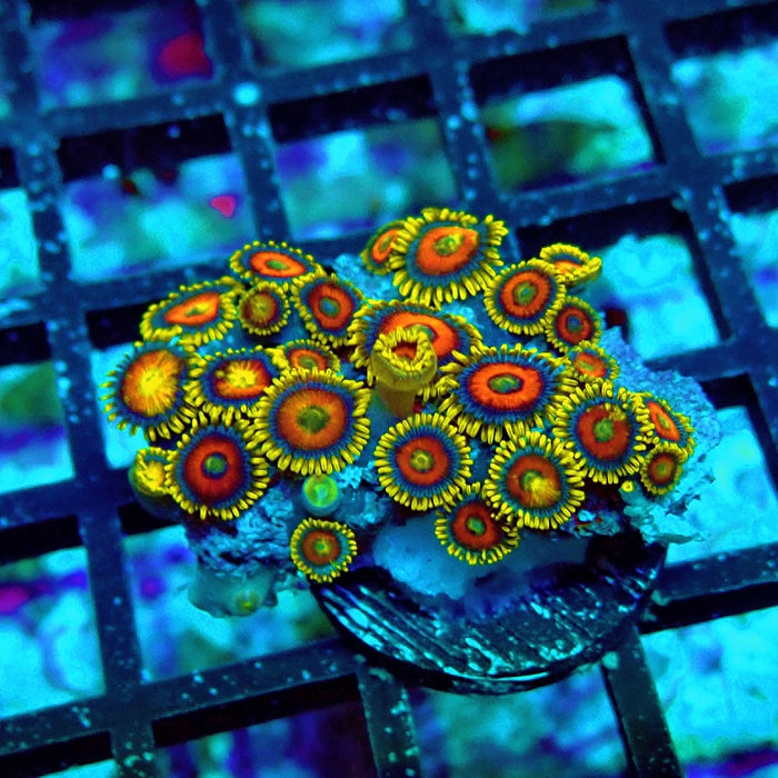 Ultra Zoas Frag