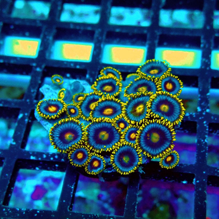 Ultra Zoas Frag